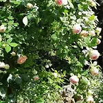 De France - Le Clos Papy Moutons *