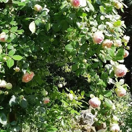 Gite Gites De France - Le Clos Papy Moutons *