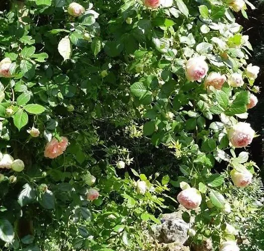 Gite Gites De France - Le Clos Papy Moutons *